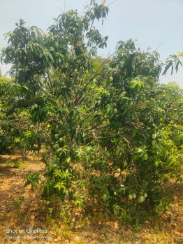 Agricultural/Farm Land for Sale in Arang, Raipur (6.60 Ares)