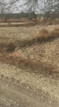 2 Ares Agricultural/Farm Land for Sale in Baikunth, Raipur