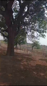 200 Acre Agricultural/Farm Land for Sale in VIP Colony, Raipur