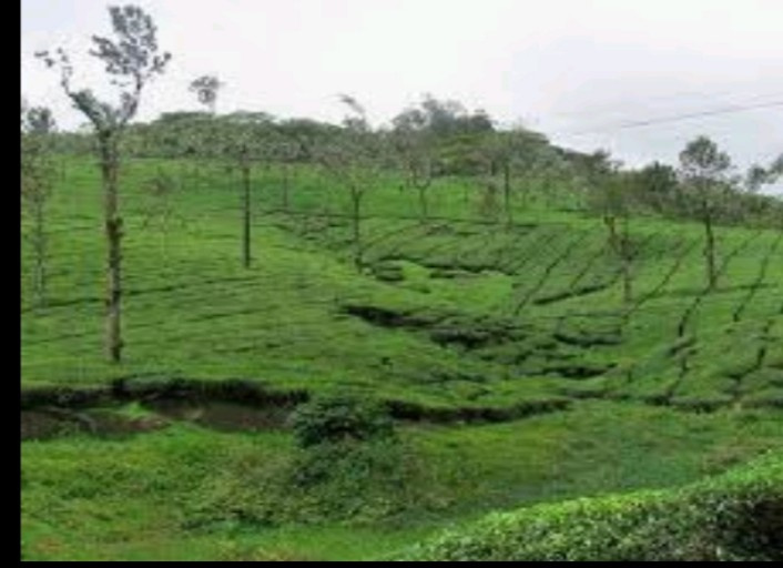 234 Acre Agricultural/Farm Land For Sale In Kollengode, Palakkad