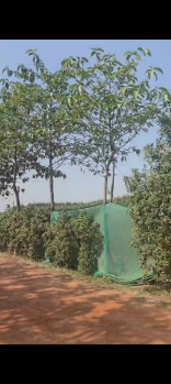 Residential Plot for Sale in IT Park/SEZ, Greater Noida (2016 Sq. Yards)