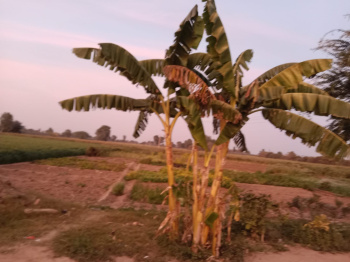 Property for sale in Sumerpur Pali