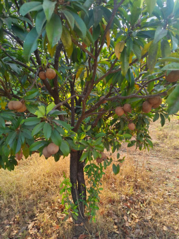Property for sale in Pali, Raigad