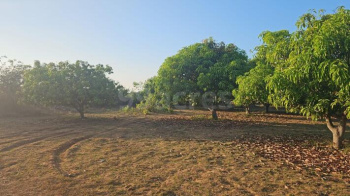 10 Acre Agricultural/Farm Land for Sale in Dharuhera, Rewari