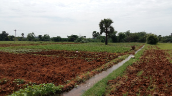 165 Acre Agricultural/Farm Land for Sale in Kulana, Jhajjar