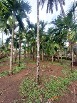 Agricultural/Farm Land for Sale in Murud, Raigad (25 Guntha)