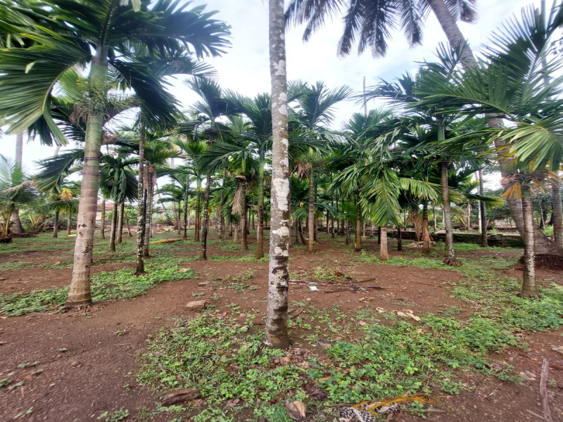 Agricultural/Farm Land For Sale In Murud, Raigad (25 Guntha)