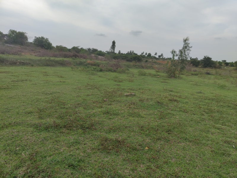 5.5 Ares Agricultural/Farm Land For Sale In Malur, Bangalore