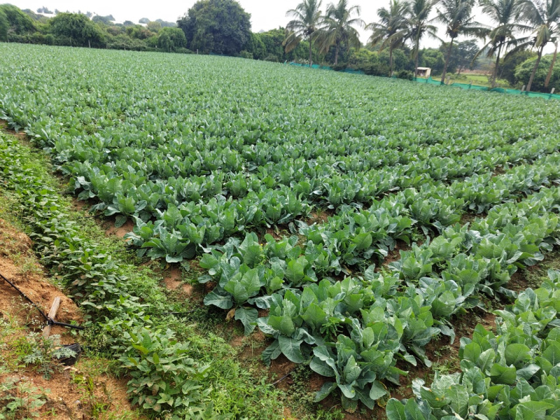 3 Acre Agricultural/Farm Land For Sale In Berigai, Krishnagiri
