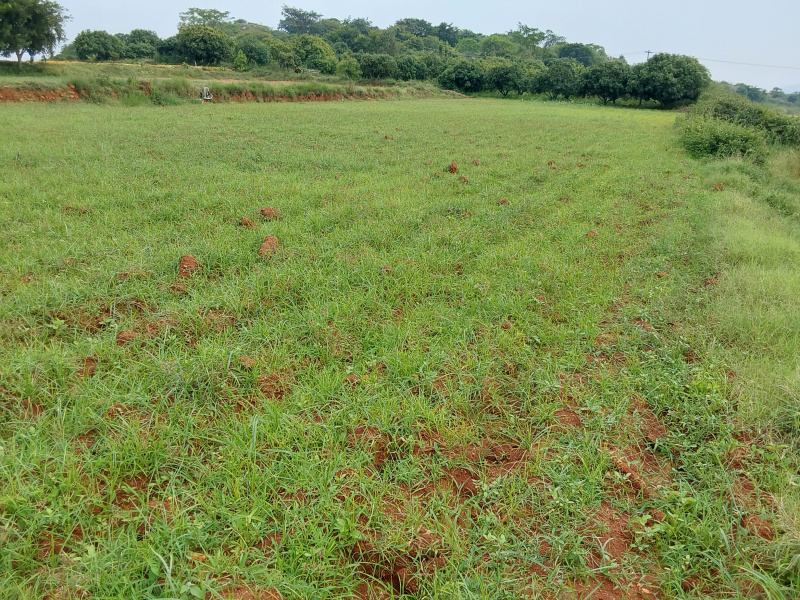 14 Acre Agricultural/Farm Land for Sale in Denkanikottai Road, Hosur