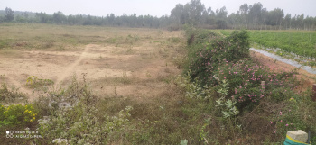 6 acres of Agricultural land for sale in Denkanikottai