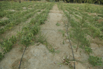 Property for sale in Sirumugai, Coimbatore