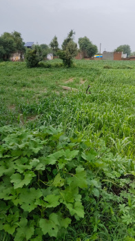 12 Bigha Agricultural/Farm Land for Sale in Ramgarh, Alwar