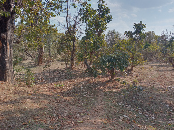 8 Acre Agricultural/Farm Land for Sale in Khawasa, Seoni
