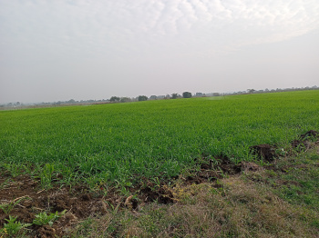 Damar Road Touch Agriculture land