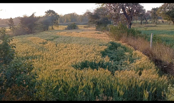 Warehouse, FarmHouse purpose Land