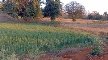 Warehouse, FarmHouse purpose Land