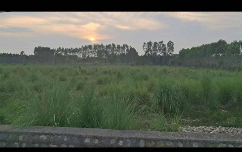 Agricultural/Farm Land For Sale In Biharigarh, Saharanpur (16 Bigha)