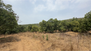 100 Acre Agricultural/Farm Land for Sale in Shrivardhan, Raigad