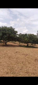 Agricultural/Farm Land for Sale in Veppanapalli, Krishnagiri (45.00 Acre)