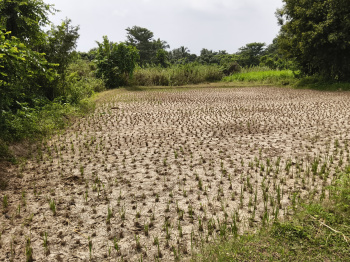 Agricultural/Farm Land for Sale in Shoolagiri, Hosur (2.65 Acre)