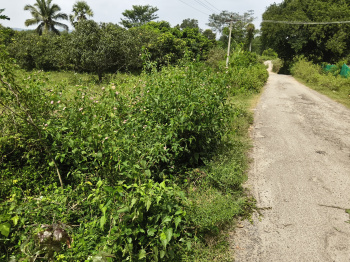 Agricultural/Farm Land for Sale in Shoolagiri, Hosur (1.30 Acre)