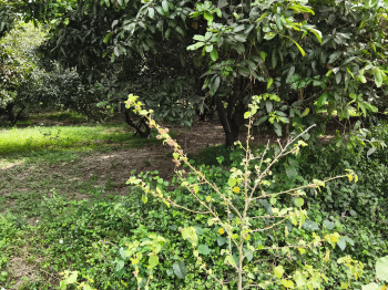 Coconut and mango tree framland