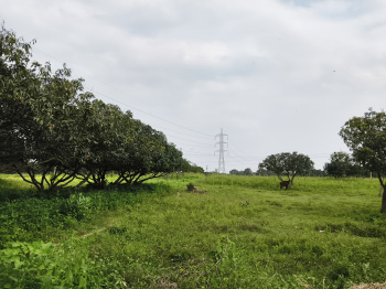 Agricultural/Farm Land for Sale in Krishnagiri (120 Acre)