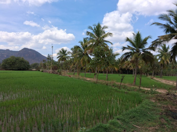 Agricultural/Farm Land for Sale in Marandahalli, Dharmapuri (457800 Sq.ft.)