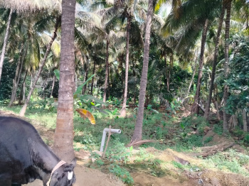 Coconut farm & agriculture land