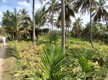 Coconut farm & agriculture land
