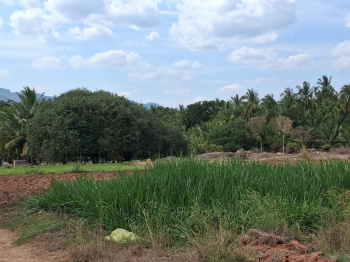 Coconut tree & agriculture farmland
