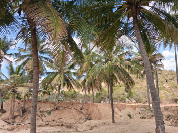 Agriculture & coconut farmhouse