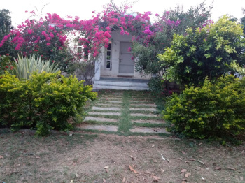 Mango tree farm agriculture land