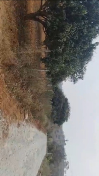 Agriculture mango Tree & plain land