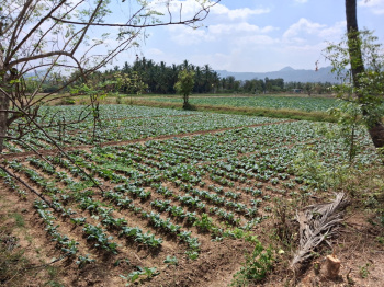 Agricultural/Farm Land for Sale in Marandahalli, Dharmapuri (196200 Sq.ft.)