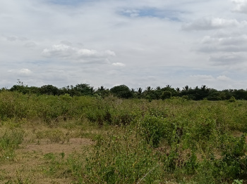 Agricultural/Farm Land for Sale in Shoolagiri, Krishnagiri (3 Acre)