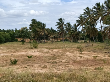 Agricultural/Farm Land for Sale in Shoolagiri, Krishnagiri (1.50 Acre)