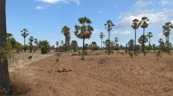Agricultural/Farm Land for Sale in Ottapidaram, Thoothukudi (10 Acre)