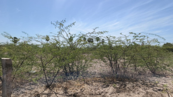 Agricultural/Farm Land for Sale in Korampallam, Thoothukudi (110 Cent)