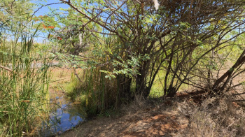 Agricultural/Farm Land for Sale in Ottapidaram, Thoothukudi (35 Acre)