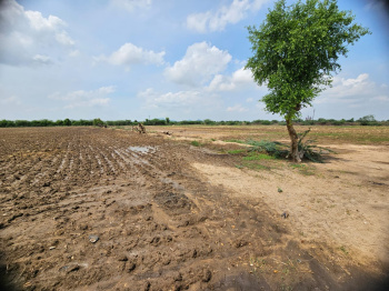 30 Bigha Agricultural/Farm Land for Sale in Rani, Pali