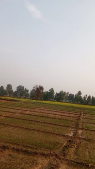 Agricultural/Farm Land for Sale in Najibabad, Bijnor (14 Bigha)