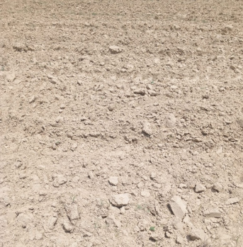 agriculture land, 300 meters from village's black road