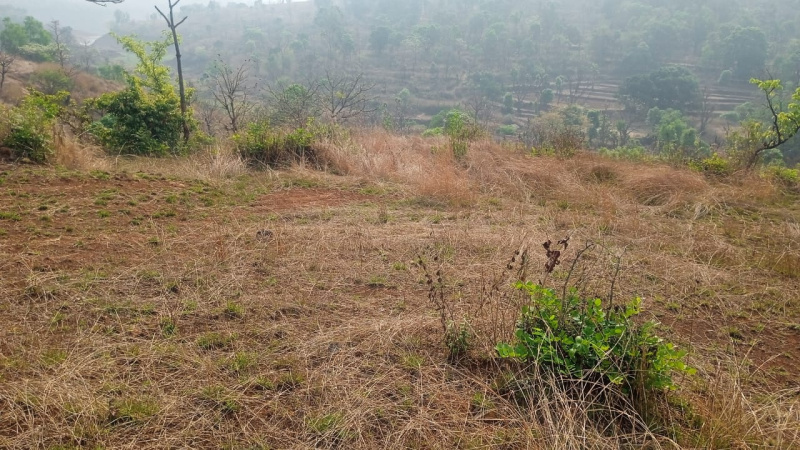 Agricultural/Farm Land For Sale In Tapola, Mahabaleshwar (14 Acre)