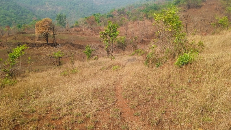Agricultural/Farm Land For Sale In Tapola, Mahabaleshwar (3.20 Acre)