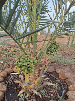 Property for sale in Pothreddipalle, Sangareddy