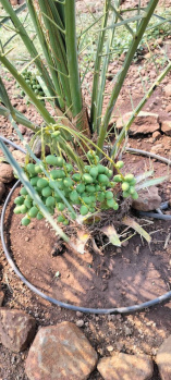 Property for sale in Mallepally, Sangareddy