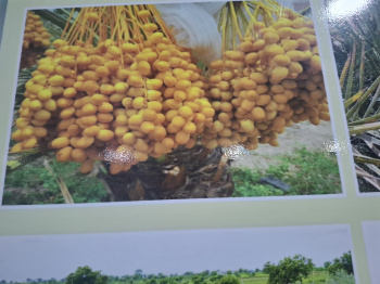 Property for sale in Kandi, Sangareddy