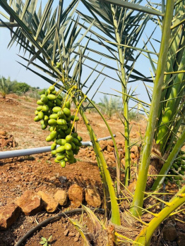 Property for sale in Nandikandi, Sangareddy